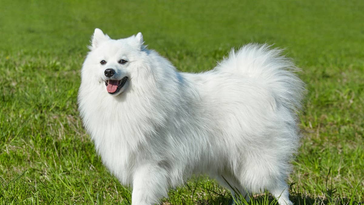 purebred-white-japanese-spitz-in-spring-against-a-background-of-grass-portrait-of-a-young-playful-dog