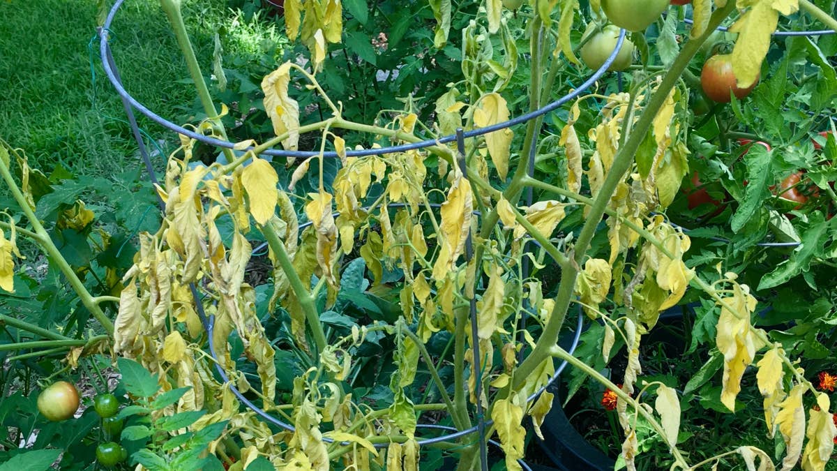 a-dying-tomato-plant