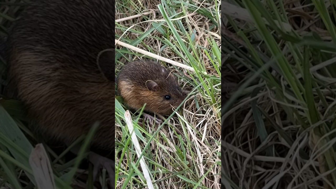 Discover the most unusual creatures living on a Vermont farm
