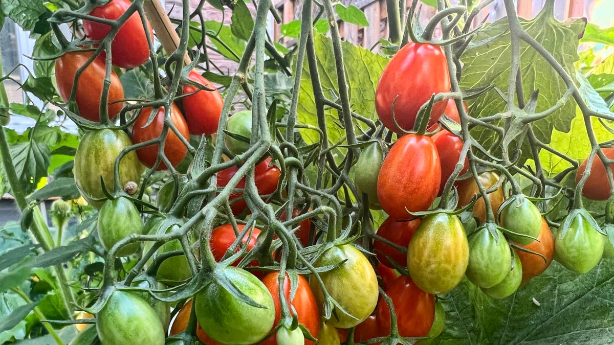 Your tomato plant is not dead, it's heat-stressed—here's how to revive it