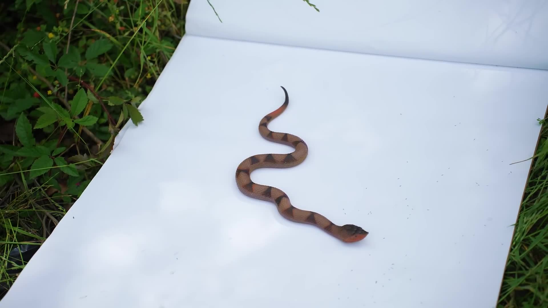 Whether snake shot stops a home intruder or just makes him angry