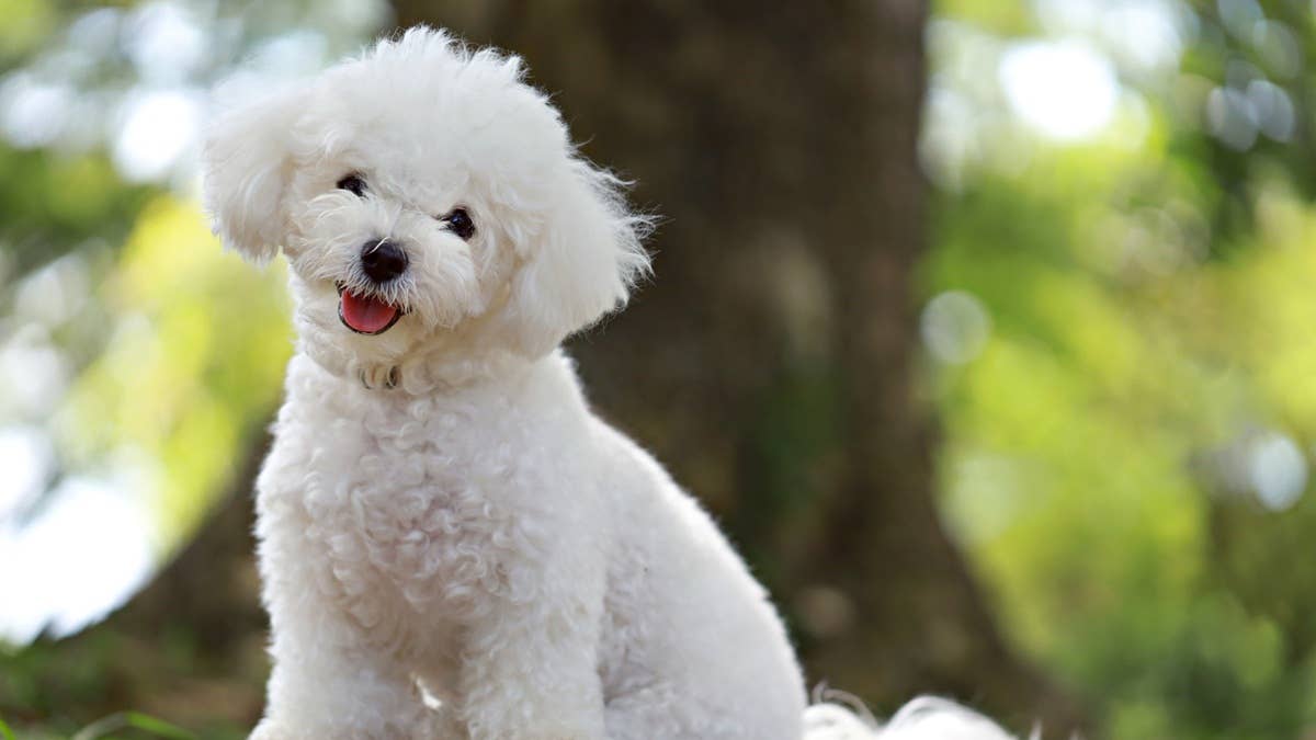 cute-white-bichon-in-a-park