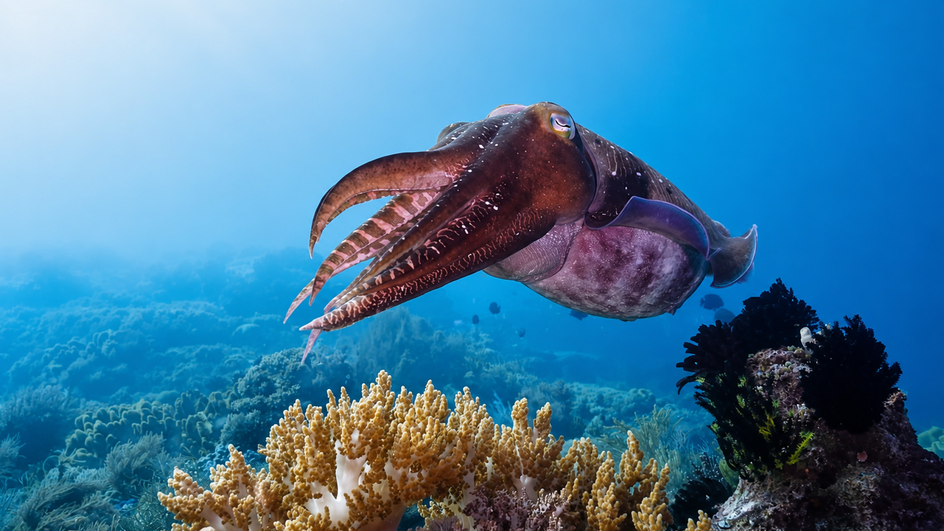Uma criatura marinha com três corações