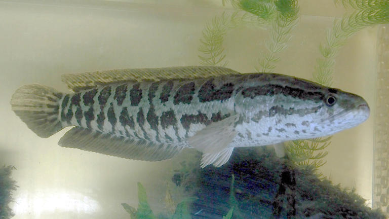 An air-breathing invasive fish that can crawl on land has surfaced on ...