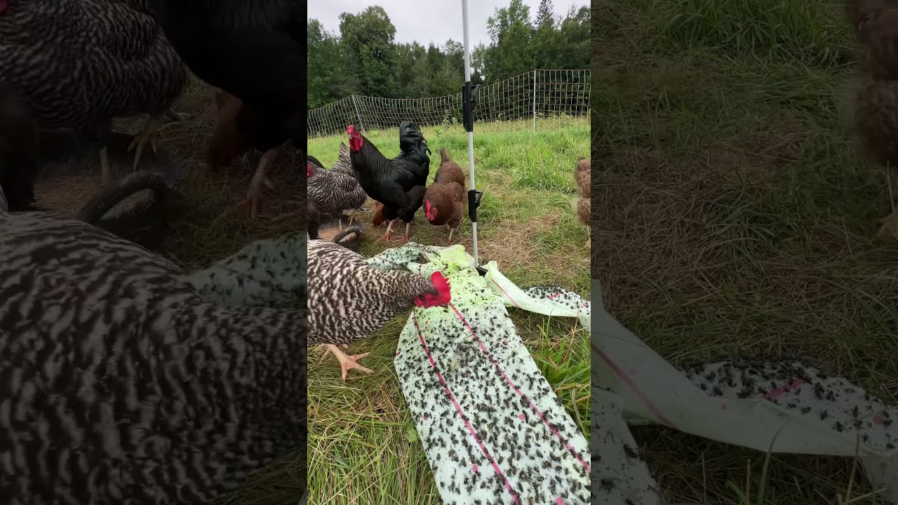 Discover an incredible way to find endless food for poultry on a ...