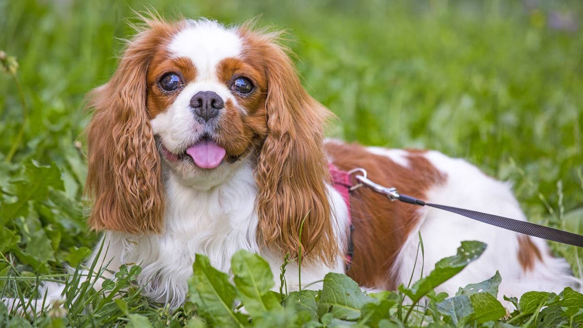 beautiful-cavalier-king-charles-spaniel-in-the-grass-background