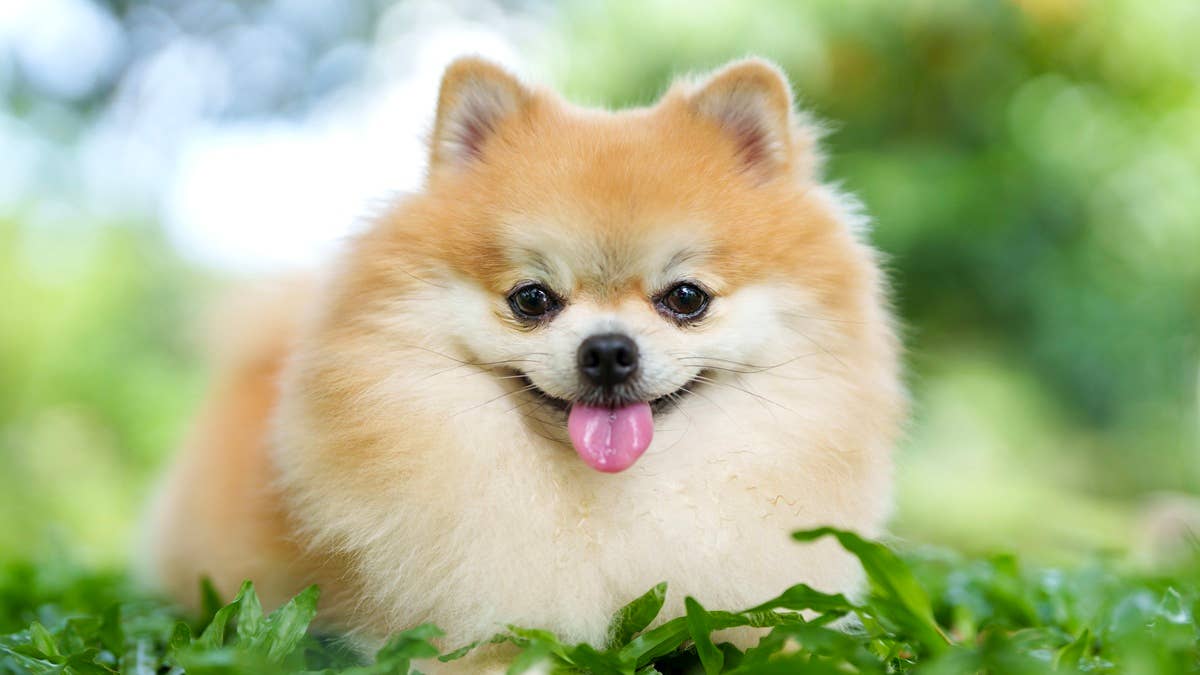a-cute-pomeranian-dog-relaxes-on-the-grass-on-a-sunny-day-outdoors-basking-in-the-warmth-of-the-sunlight-with-its-fluffy-fur-spread-out-enjoying-the-peaceful-moment