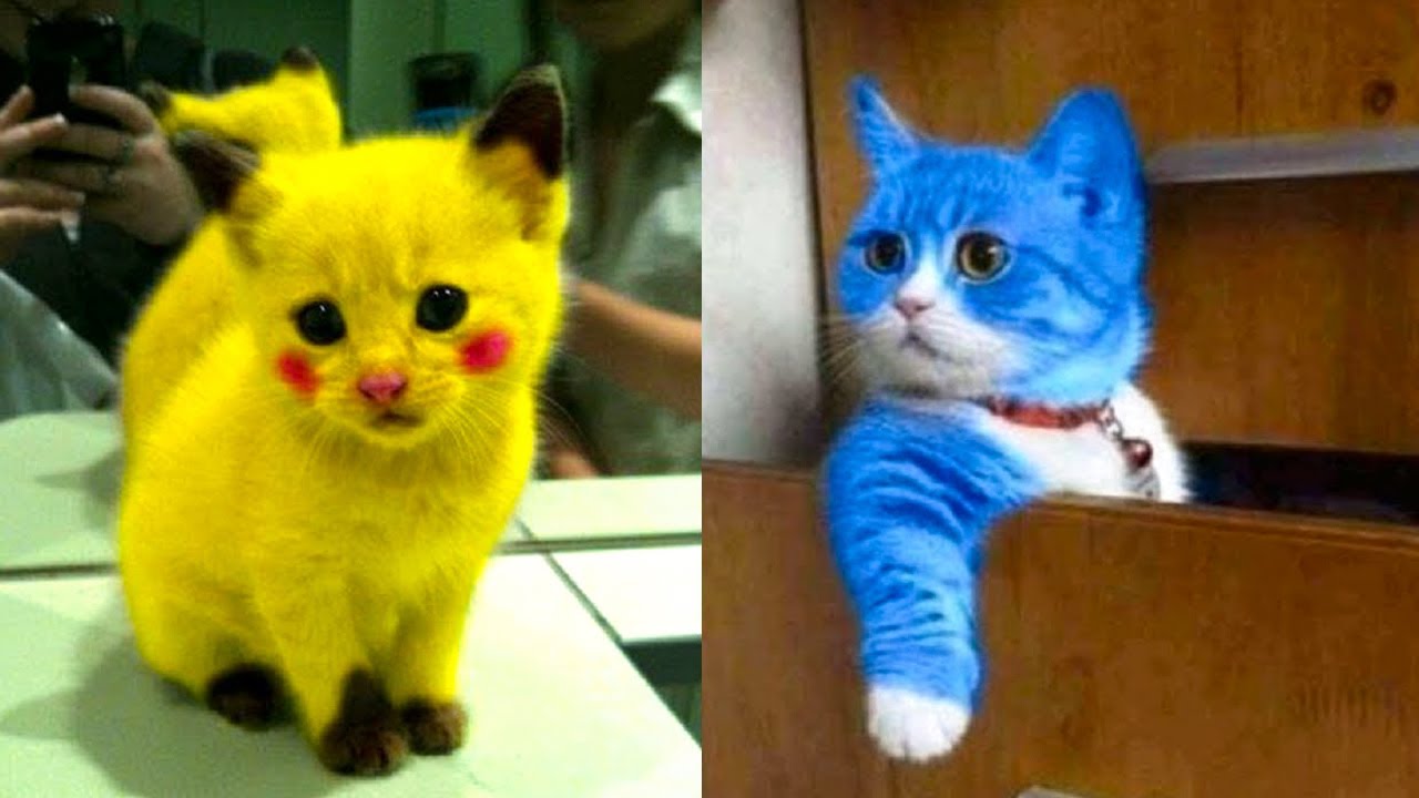 Colorful kittens that look straight out of a cartoon