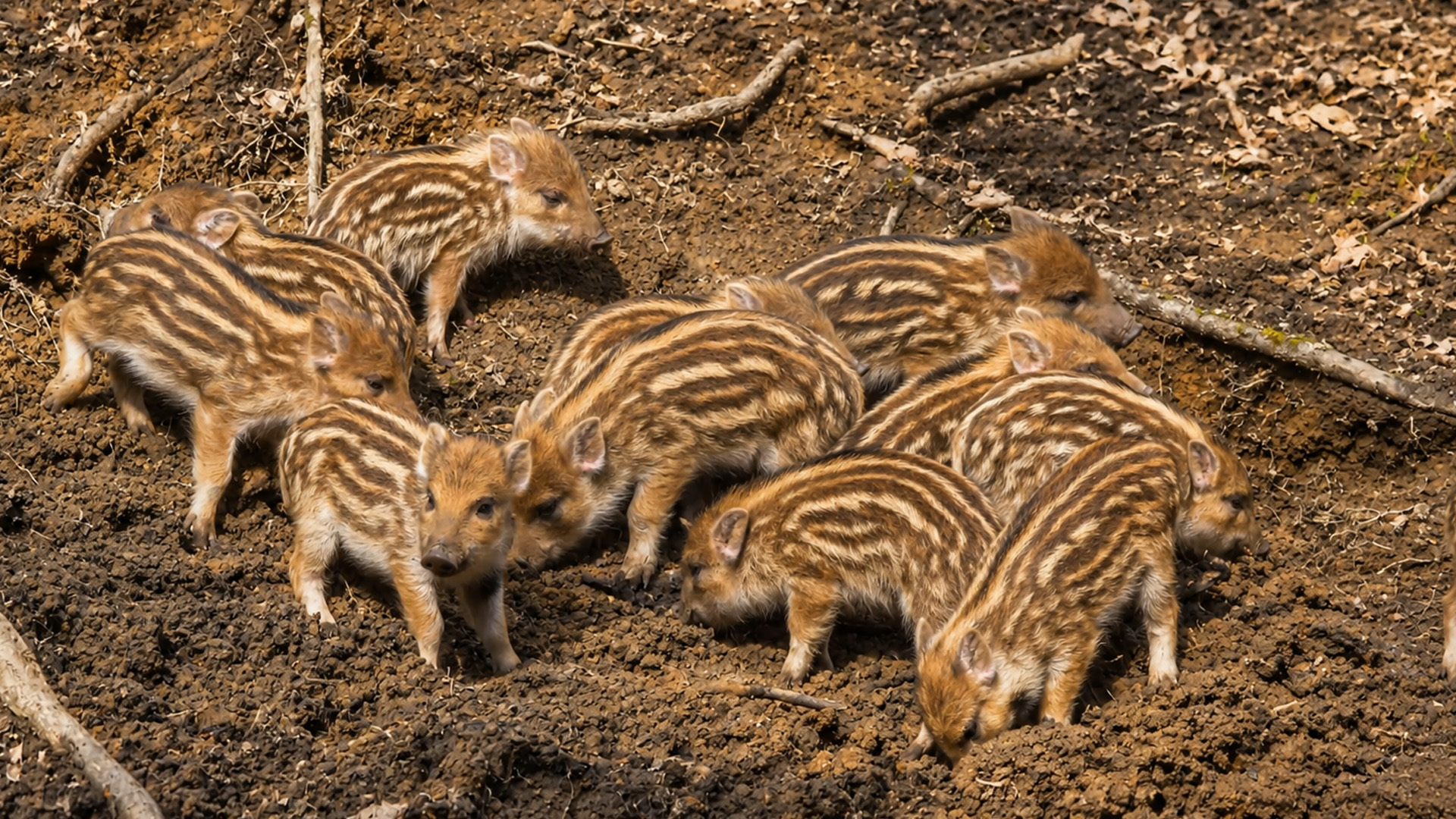 Una cámara en el bosque revela lechones de jabalí curiosos buscando comida