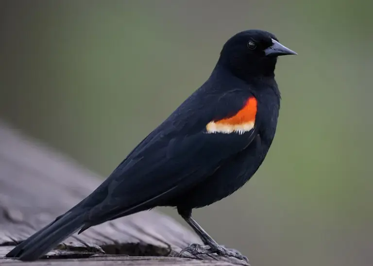 5 bird species quietly vanishing from backyards - and what it's signaling