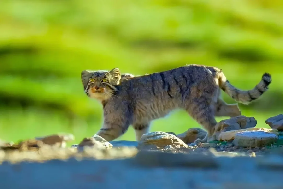 The world’s grumpiest cat: meet the ancient feline you’ve never seen before