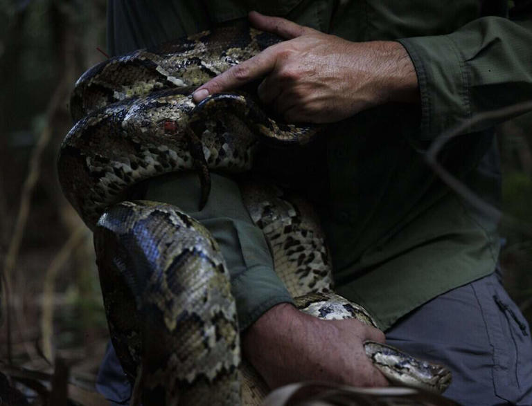 In photos: Scientists snag Everglades python eggs for invasive species ...