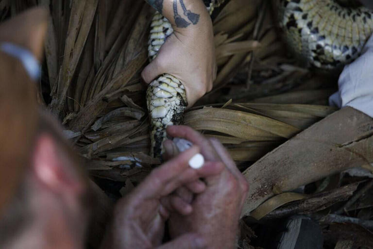 In photos: Scientists snag Everglades python eggs for invasive species ...