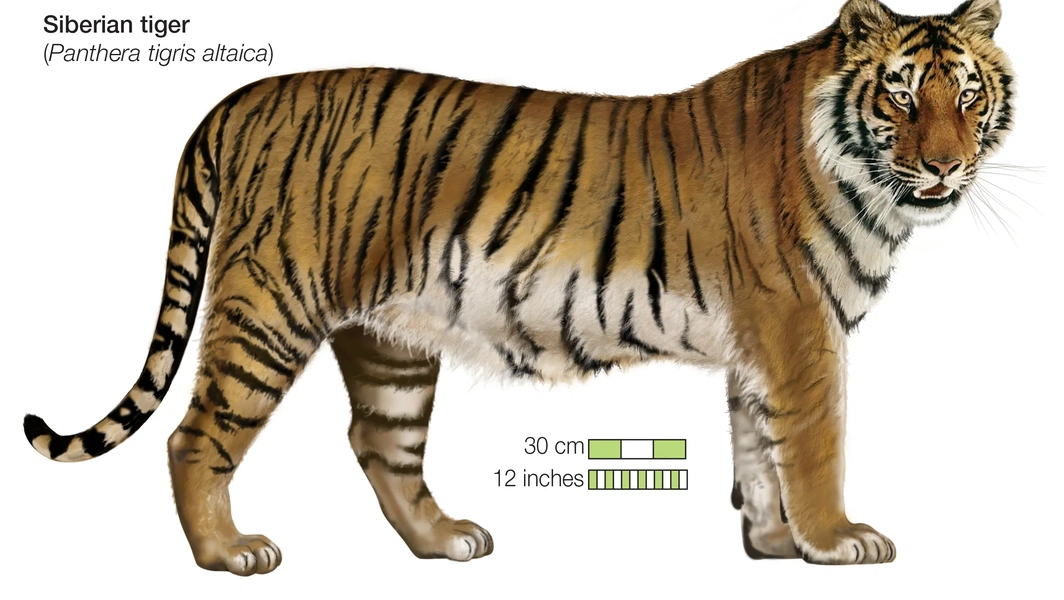record-breaking-siberian-tiger-and-its-species