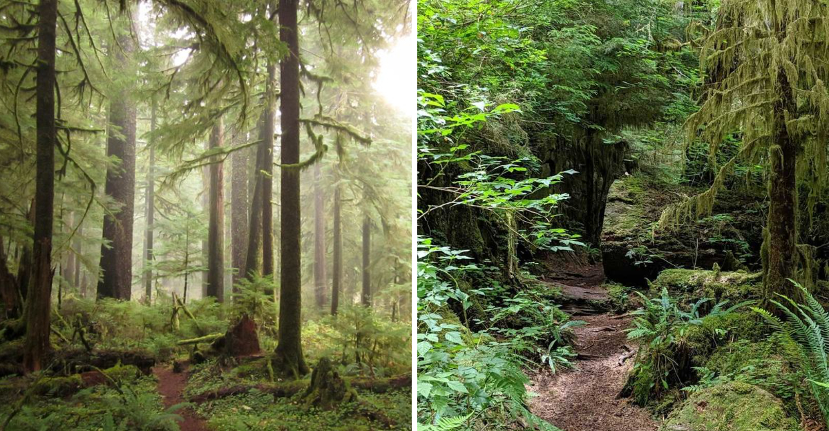 This Oregon forest is home to the legendary 800-year-old 'King Tut' tree