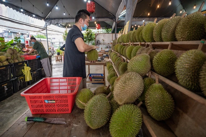 Sầu riêng thu hút cử tri Malaysia về quê đi bầu