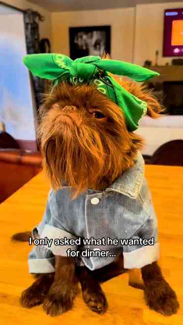 Happy dog going with the flow funny pet moment