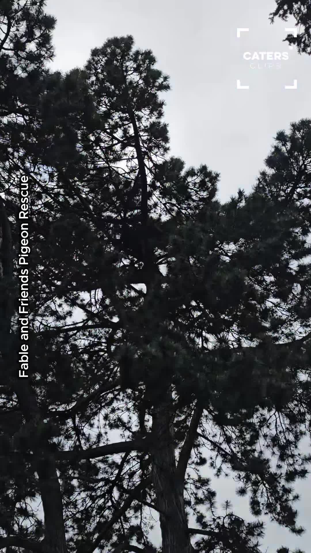 Wildlife rescuers save raven from deadly trap