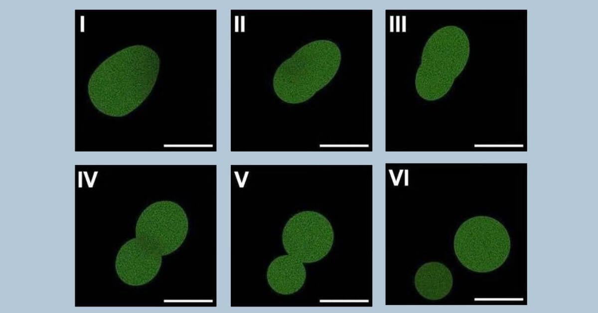 Scientists create first man-made cell that can eat and grow 2