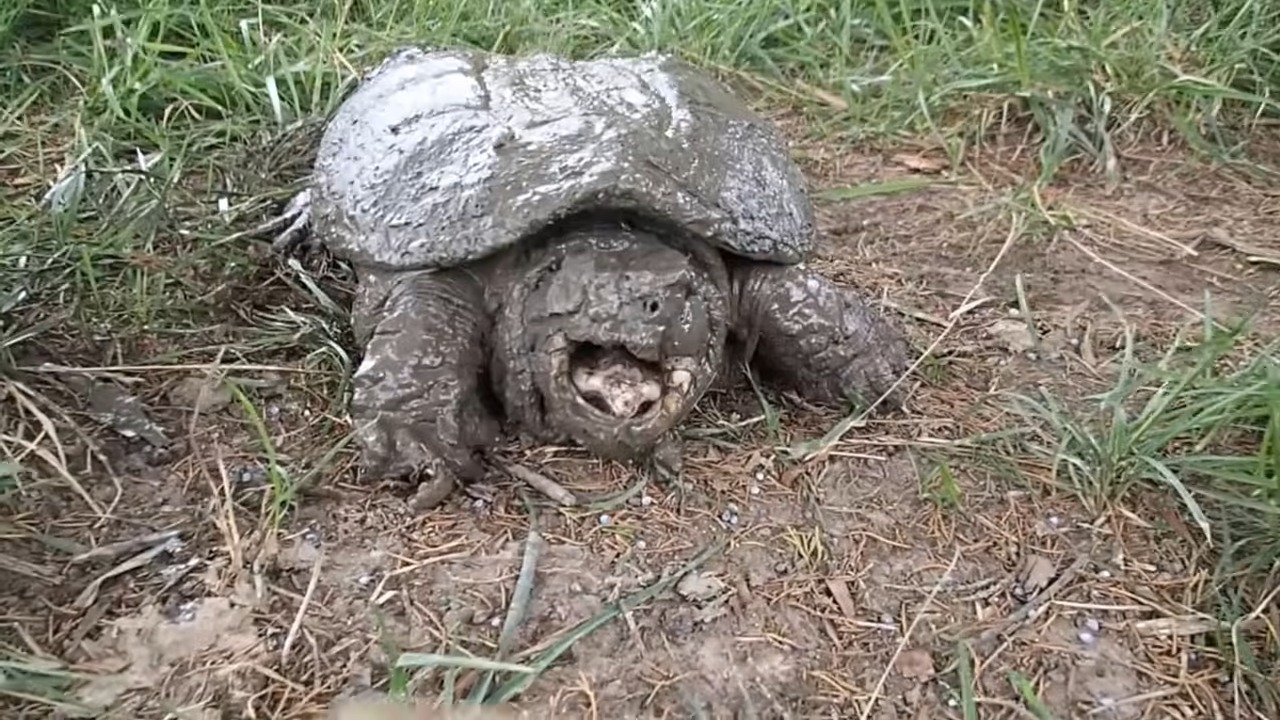 A common snapping turtle can hit 564 newtons - and he was catching it ...