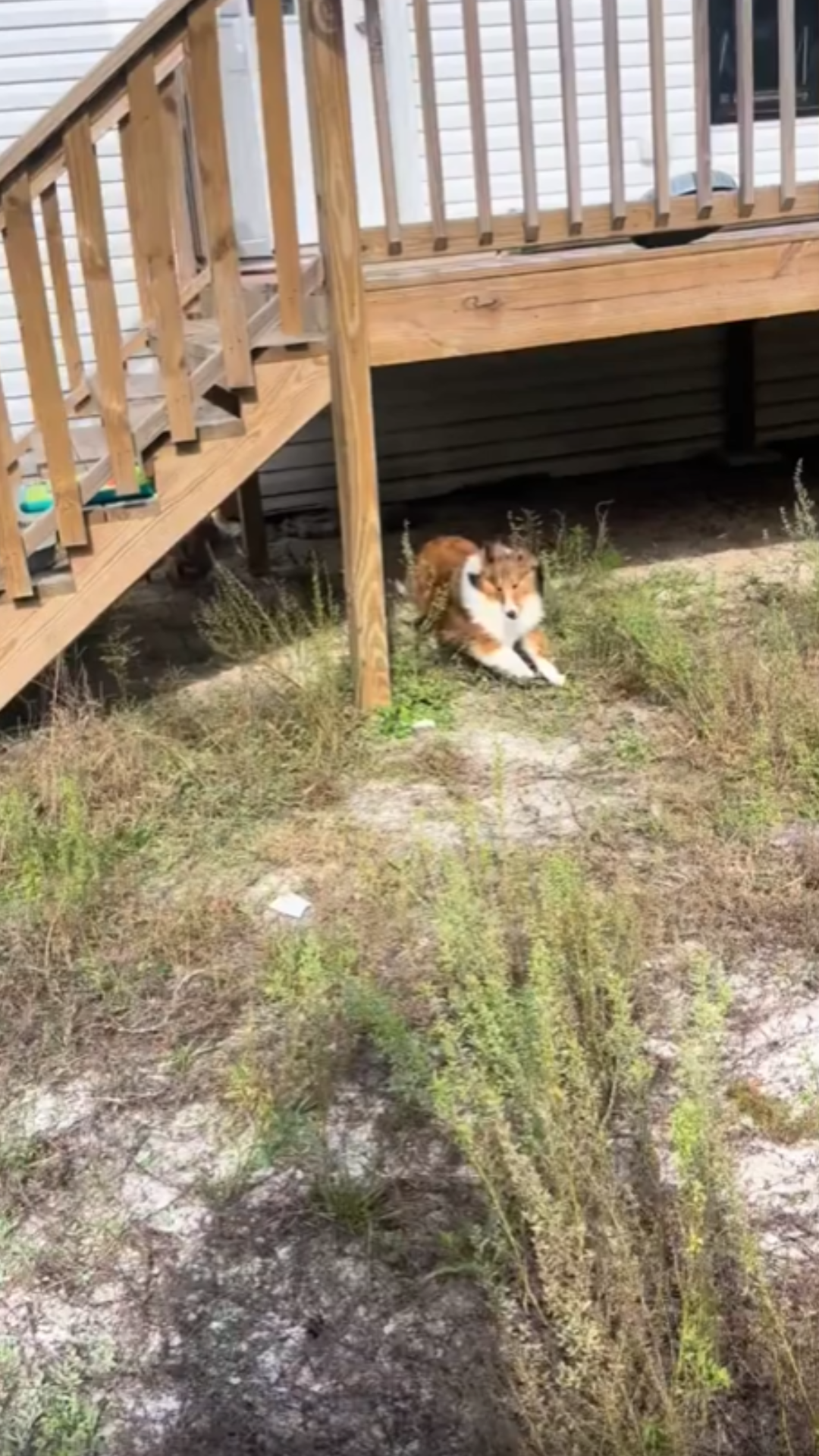 The cutest capybara zoomies caught on camera explained
