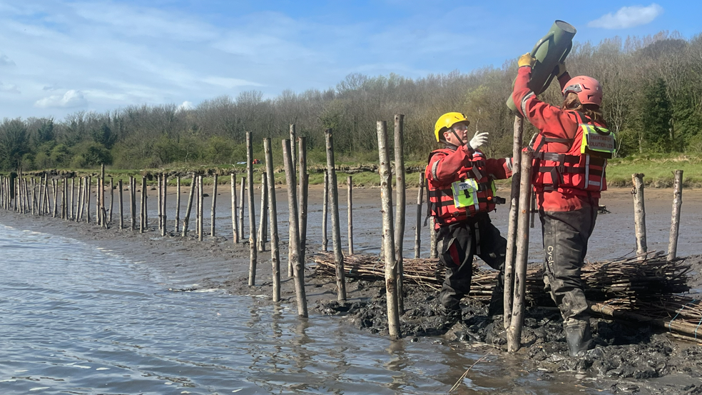 Restoration of river bank saltmarshes begins