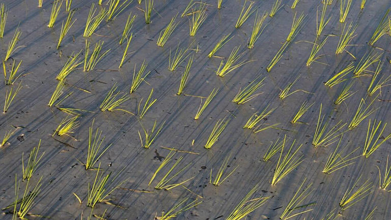 Italy’s rice bowl is baking in drought, and Pavia farmers say weeds are ...