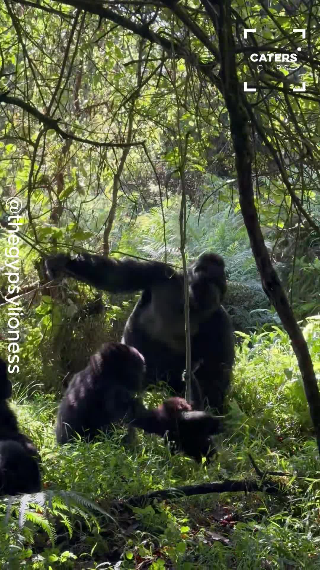 Silverback gorilla charges straight toward photographer