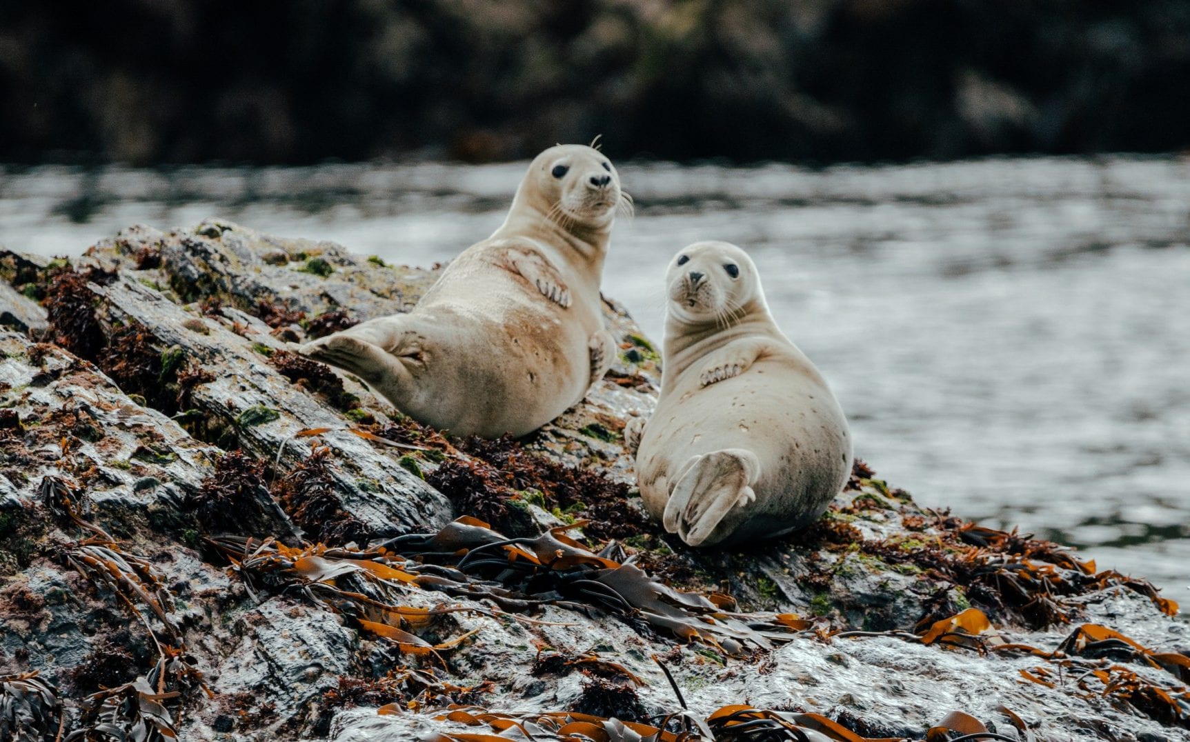 Two seals with their heads turned backwards towards the camera on a large rock in the water