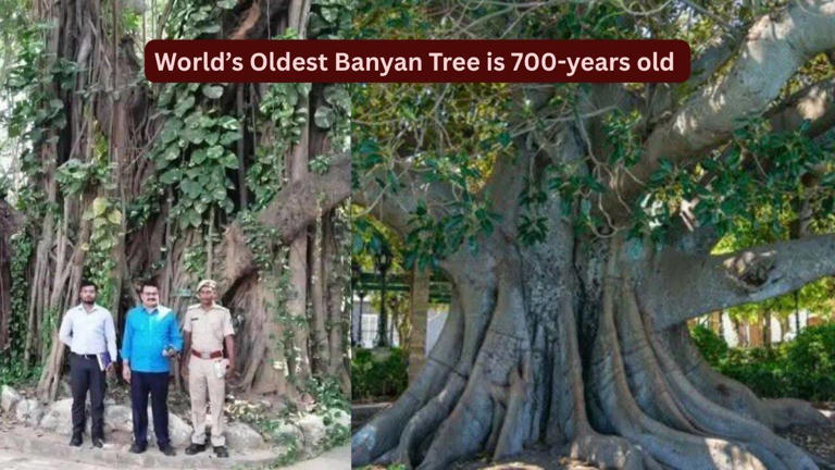 World's oldest scientifically dated banyan tree is in Bihar: How ...
