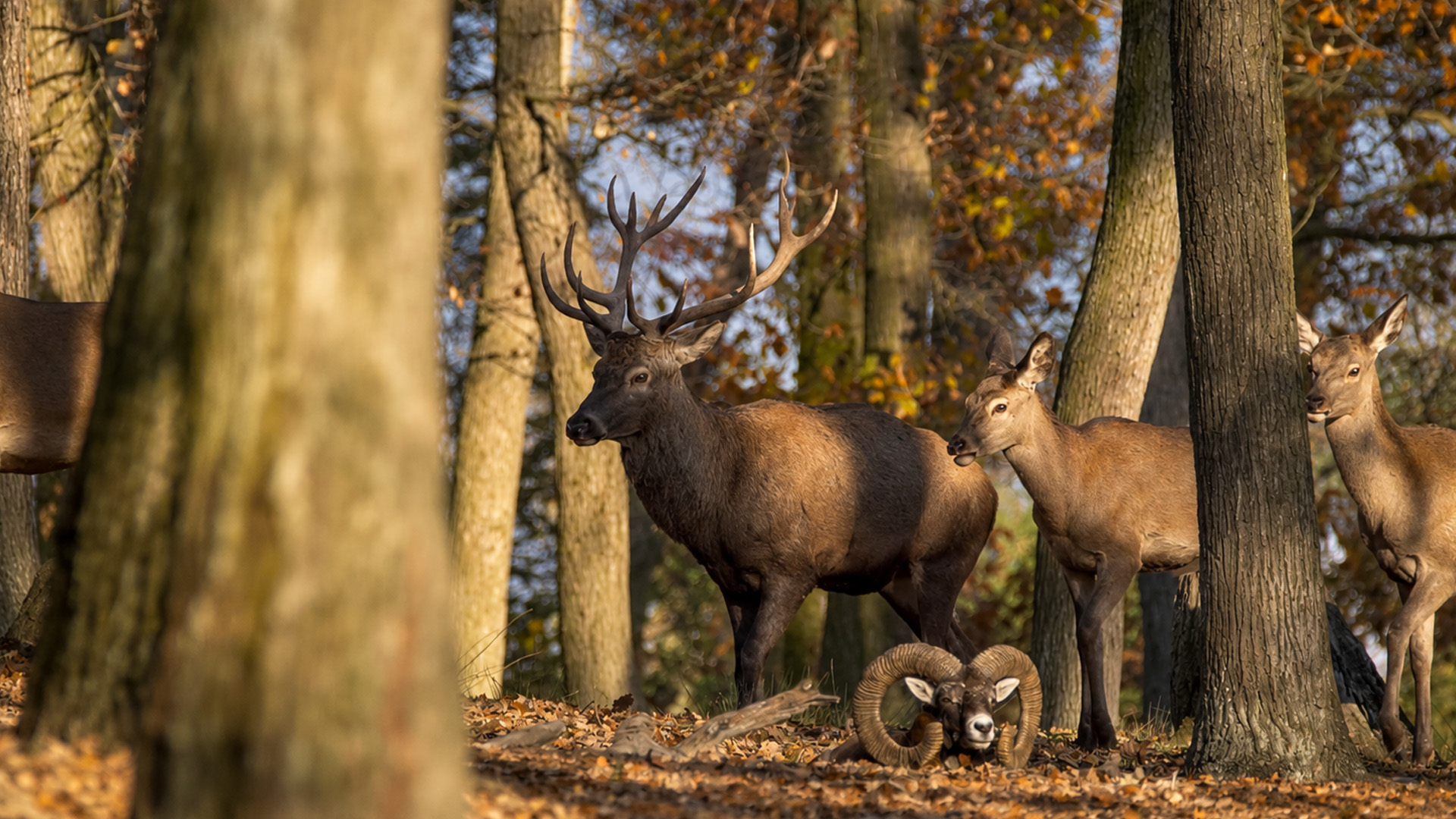 Dominant red deer stag leading females through the forest