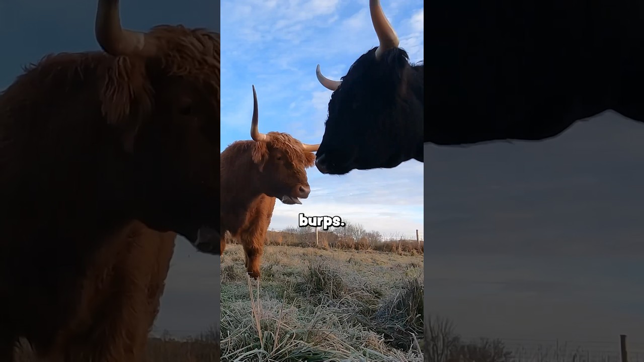 Learn how a Vermont farm balances livestock and the environment