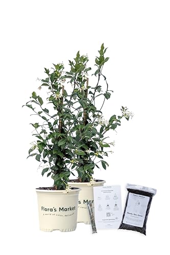 Confederate Jasmine - 1 Gallon - Includes Planting Kit (1 Gallon (2-Pack))