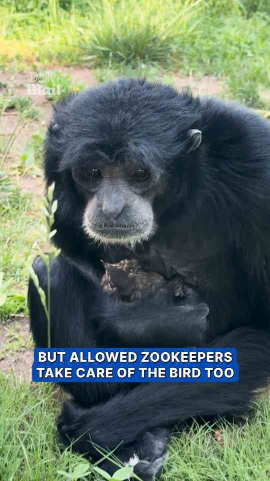 Gibbon gently cares for baby bird