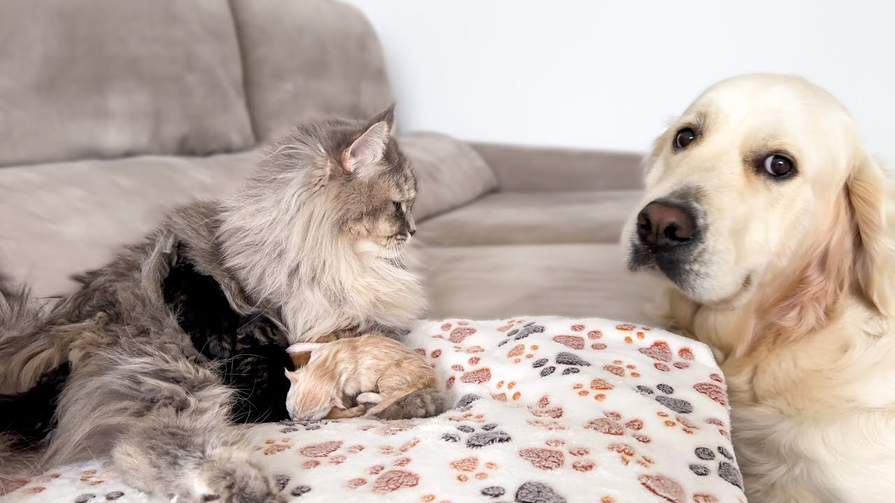 Golden retriever reacts to a mom cat and kittens