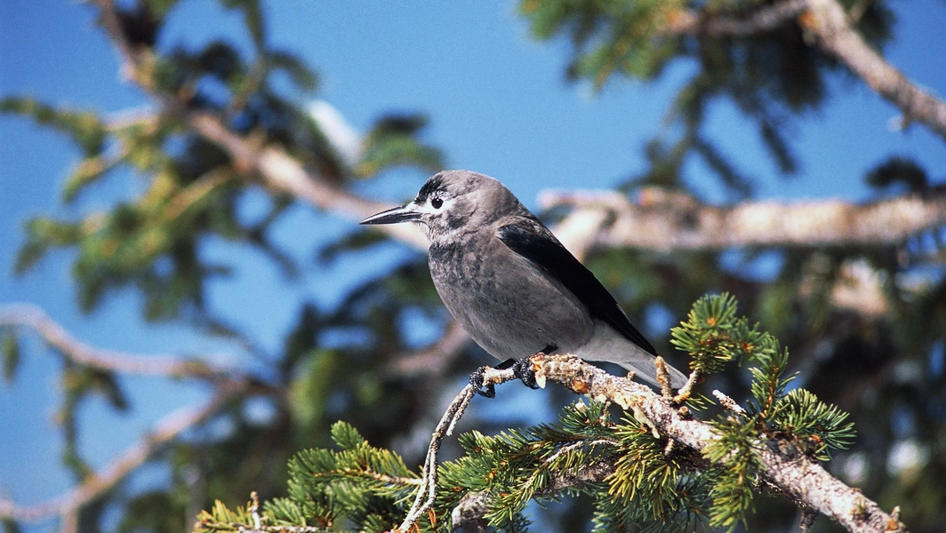 6 remarkable displays of crow intelligence