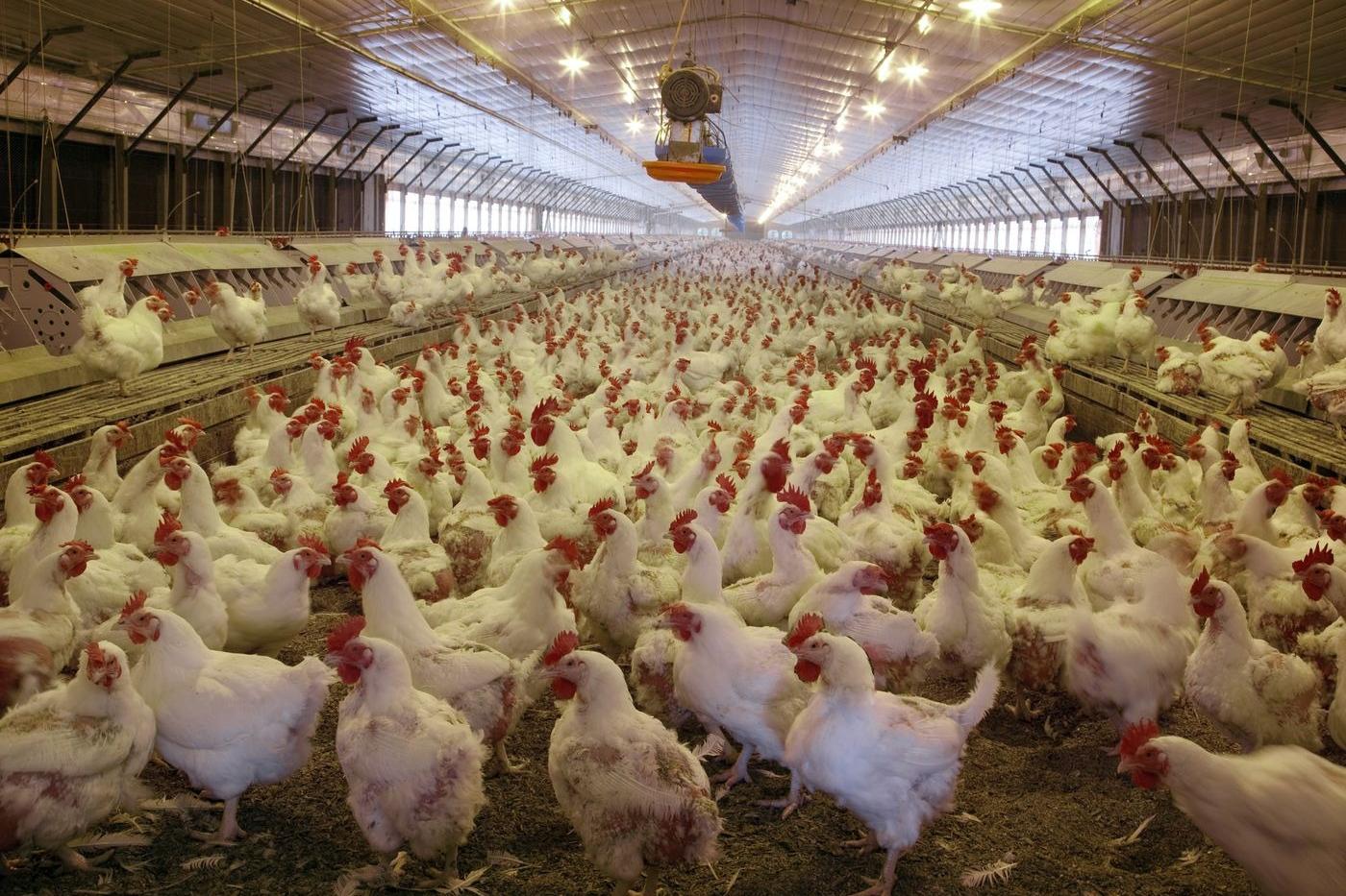 Fury over plan for chicken factory farm to rear three million birds a year