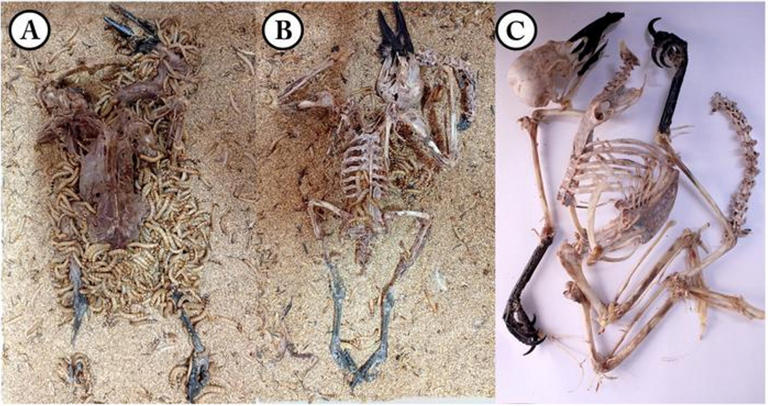 Flesh-eating superworms could be used to clean skeletons, new study reveals