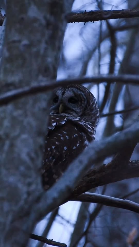 Barred owl watching quiet forest moments closely