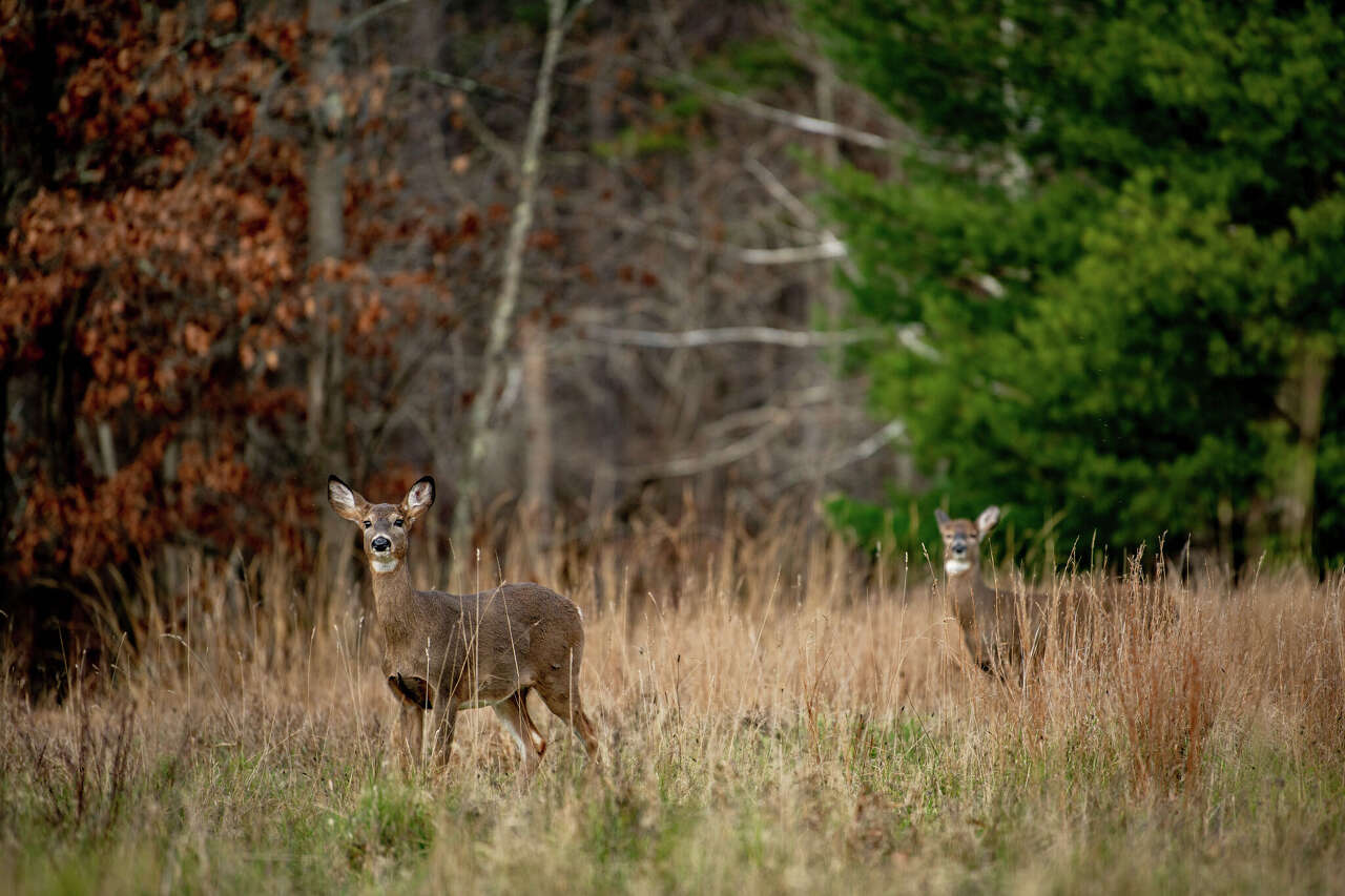 NY changes hunting rules to shrink deer herds, reduce foliage loss