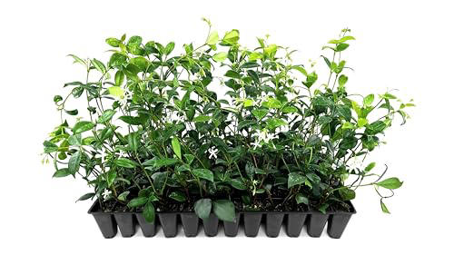 Beyond roses: Why gardeners are choosing star jasmine for summer fragrance