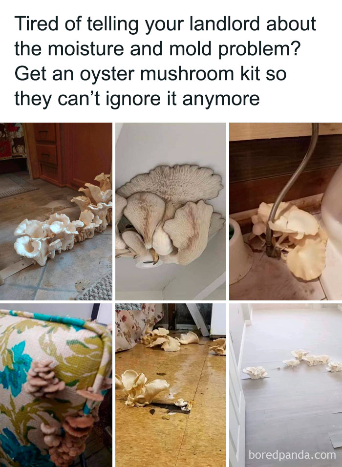 32 Times Landlords Left Their Tenants in Awful Conditions