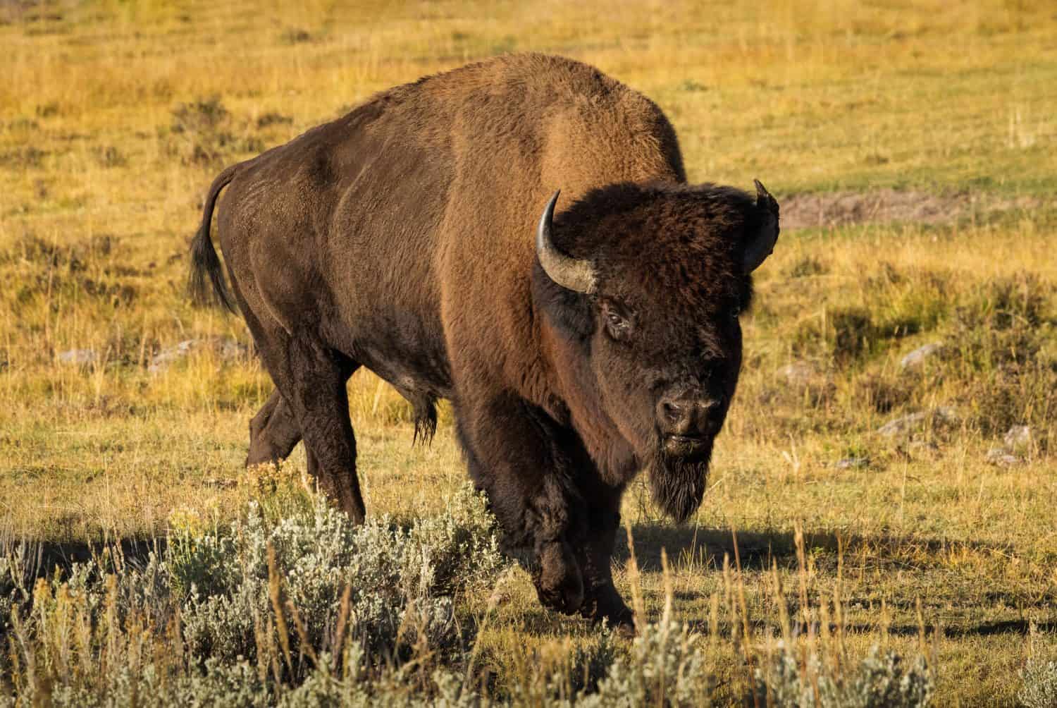 Large alert American bison bull with horns charging in the early morning fall light at Yellowstone National Park