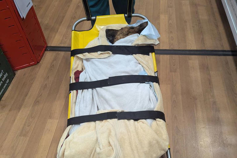 'Cesspit' horror as RSPCA finds dogs in 'worst room ever'