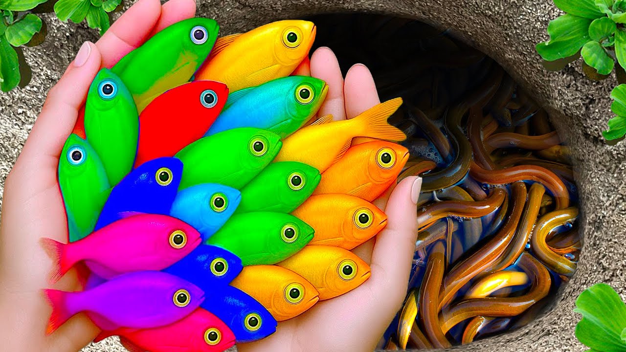 Great catch: beautiful aquarium fish in giant colorful eggs, fantail ...