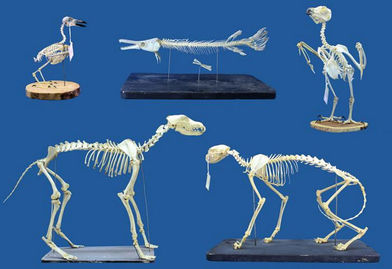 Flesh-eating superworms could be used to clean skeletons, new study reveals