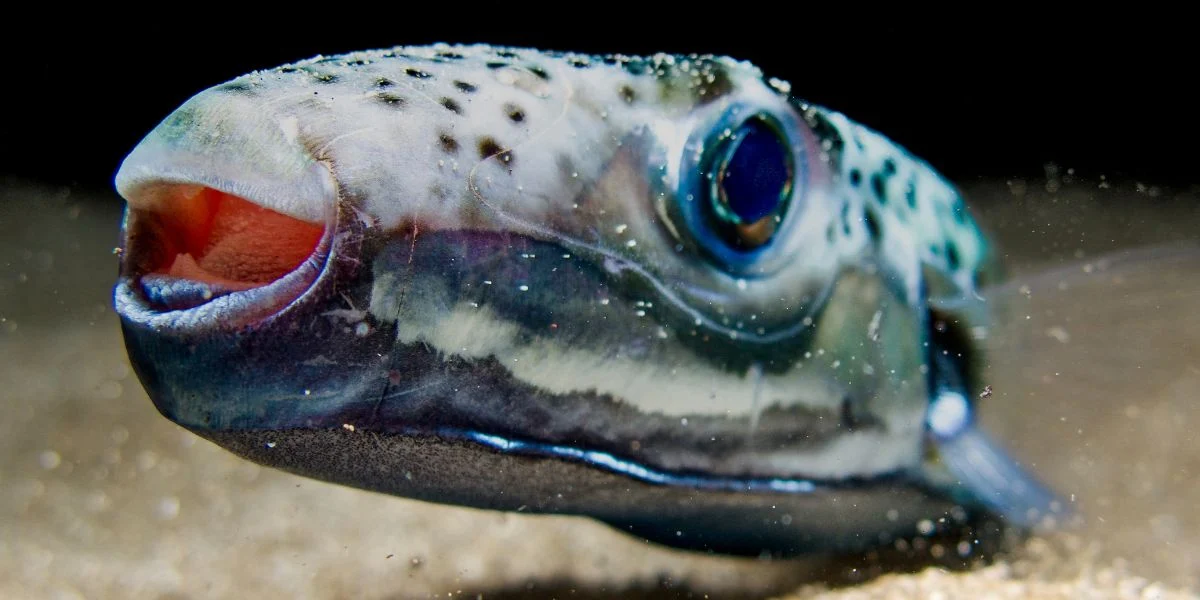 Greece builds sea defenses against poisonous fish menace