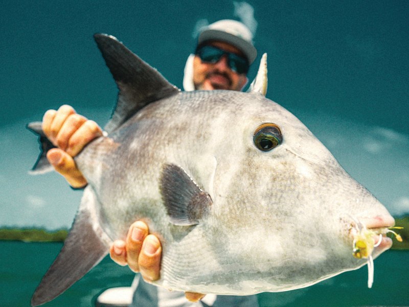 Four species that make cameos in the shallows