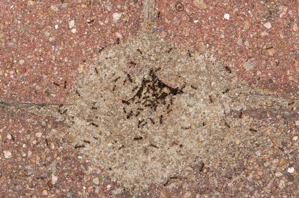 Not poison or baking soda - eliminate ant nests with 5p trick that ...