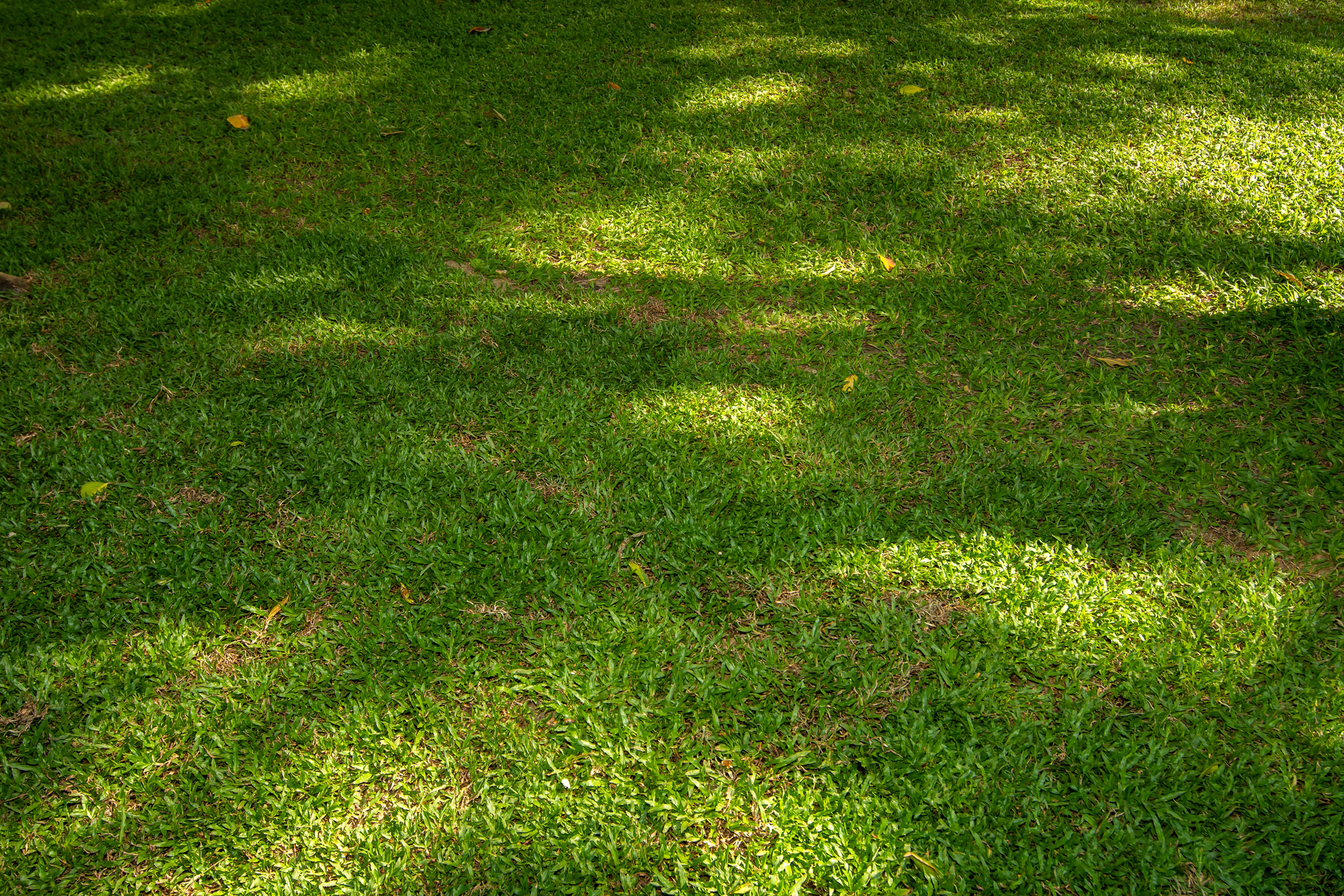 Why grass won't grow under your trees or in the shade (and what ...